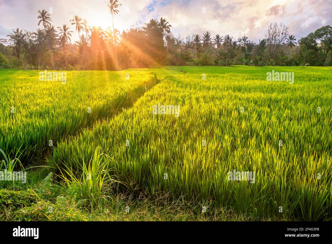 Terrazze di riso nei dintorni di Ubud al tramonto. Isola di Bali, Indonesia Foto Stock
