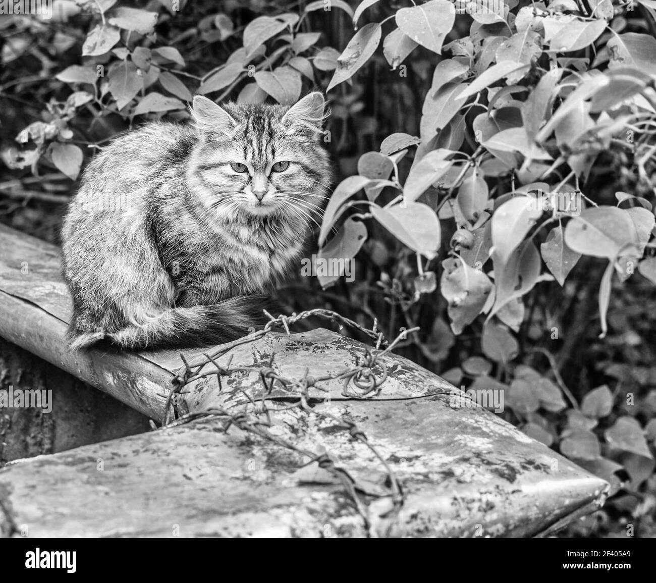 Vero e proprio peloso abbastanza senza casa gattino adolescente in estate  nuvoloso giorno in giardino bianco e nero Foto stock - Alamy