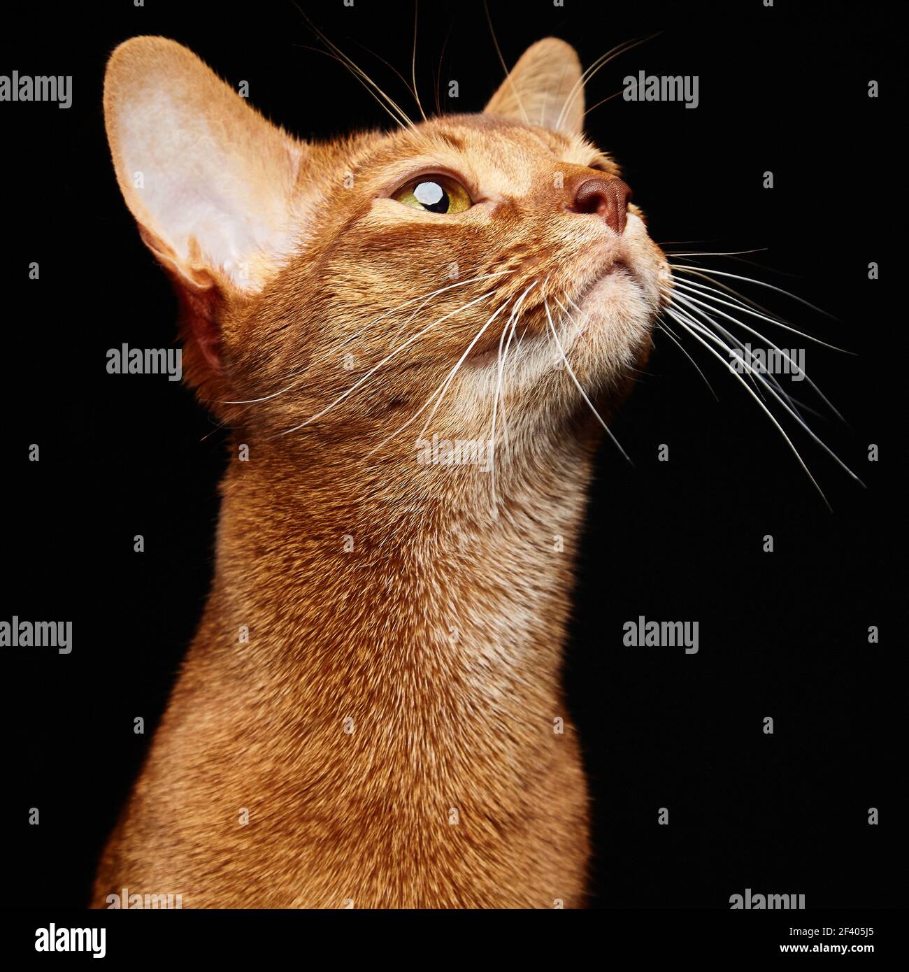 Ritratto di bel gatto giovane abissino. Ritratto di bel gatto giovane abissino. Primo piano di gatto rosso. Isolato su sfondo nero Foto Stock