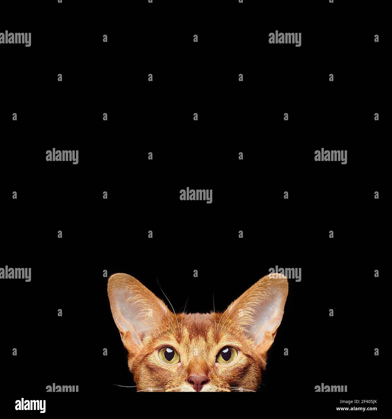 Ritratto di bel gatto giovane abissino. Ritratto di bel gatto giovane abissino. Primo piano di gatto rosso. Isolato su sfondo nero Foto Stock