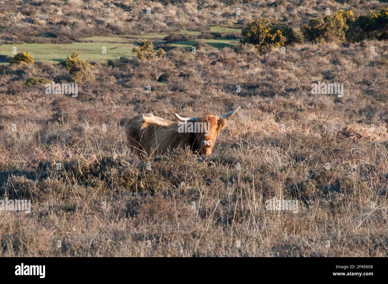 Mucca di Highland libero pascolo Foto Stock