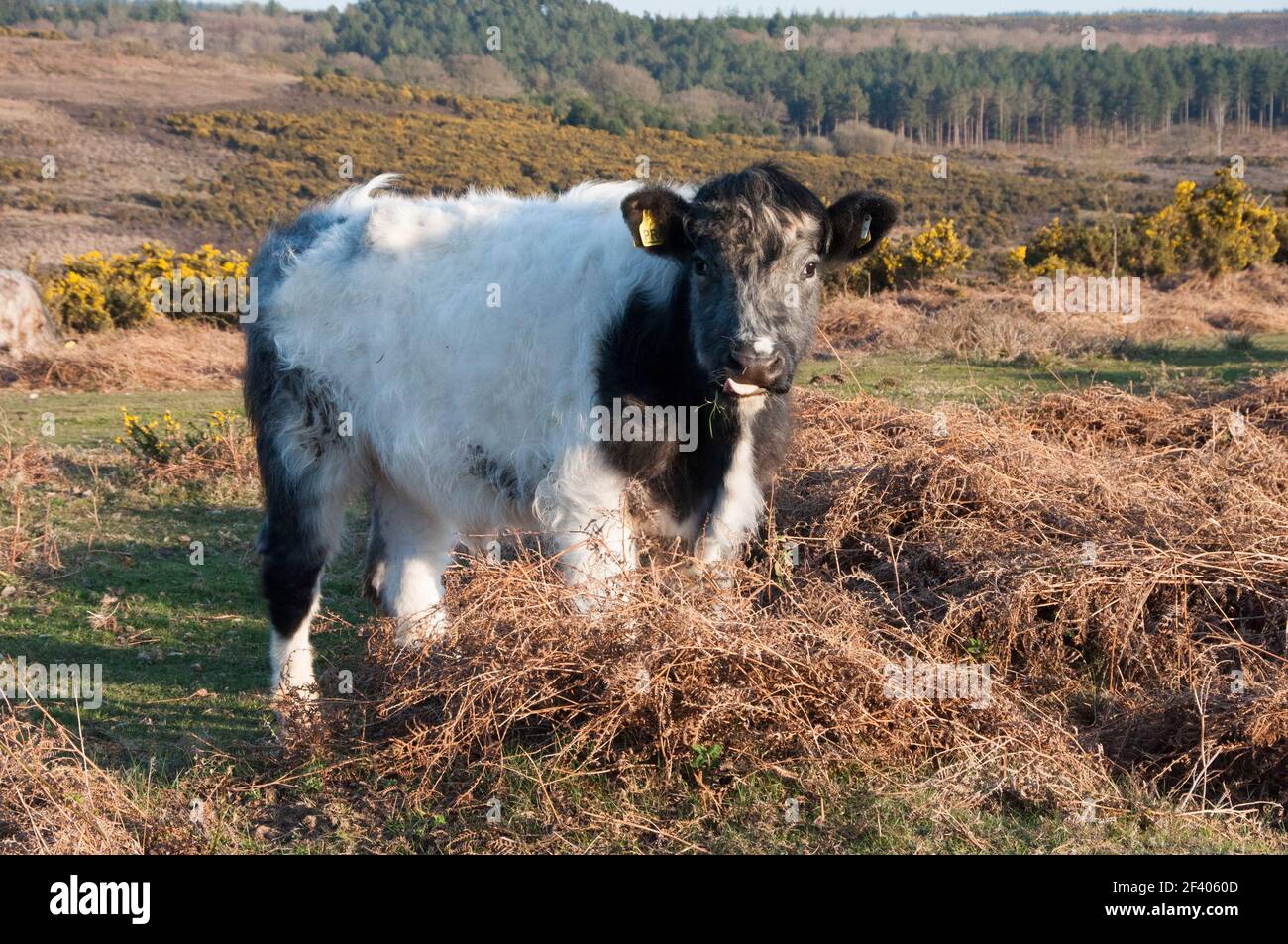 Mucca libero pascolo nella nuova foresta Foto Stock