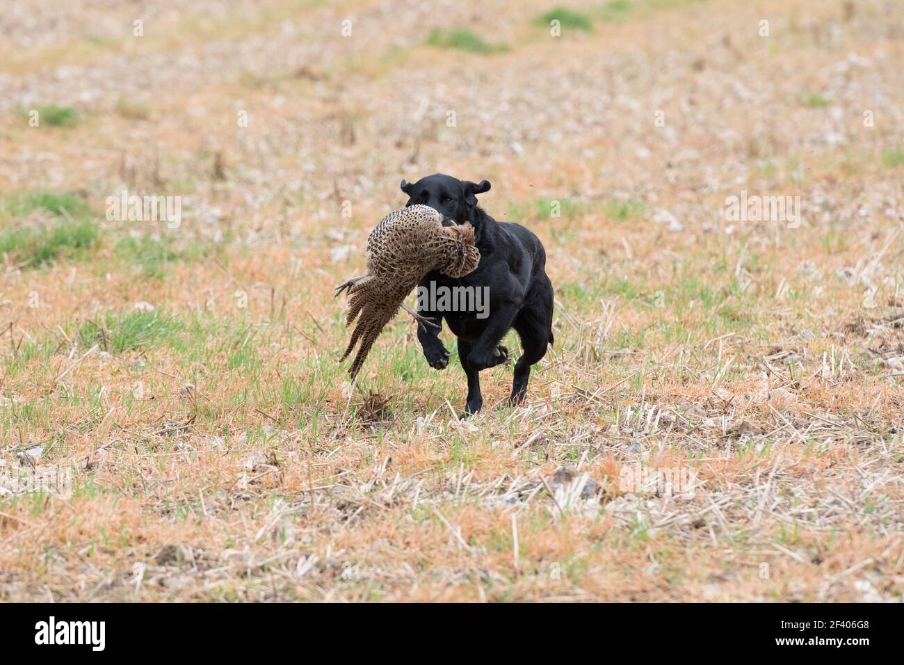 labrador nero che recupera un fagiano di gallina attraverso un campo di stoppia Foto Stock