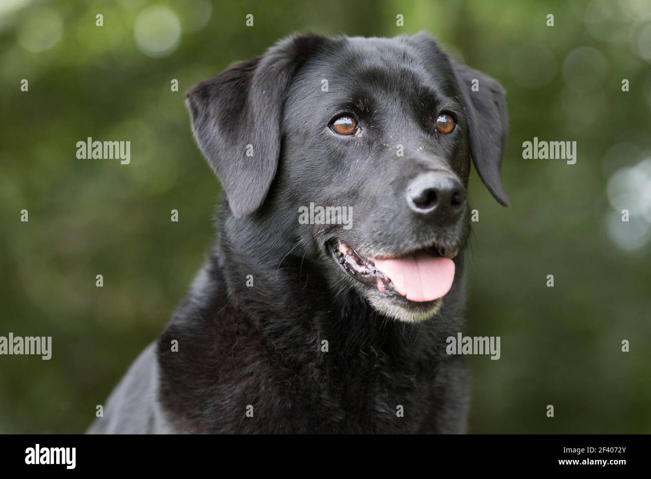 Un ritratto di un labrador nero Foto Stock