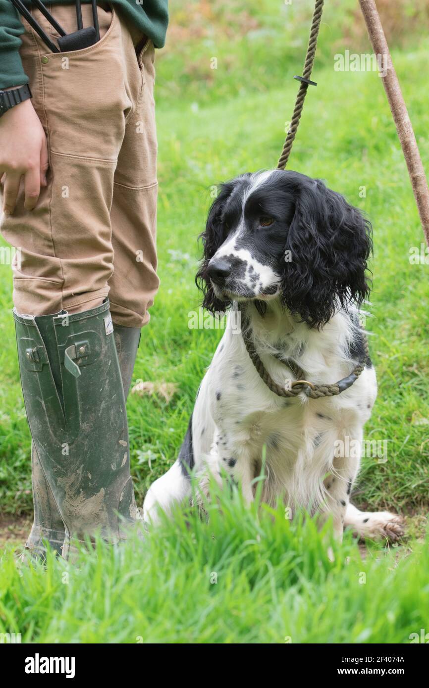 Ritratto di un pistolero springer spaniel funzionante Foto Stock