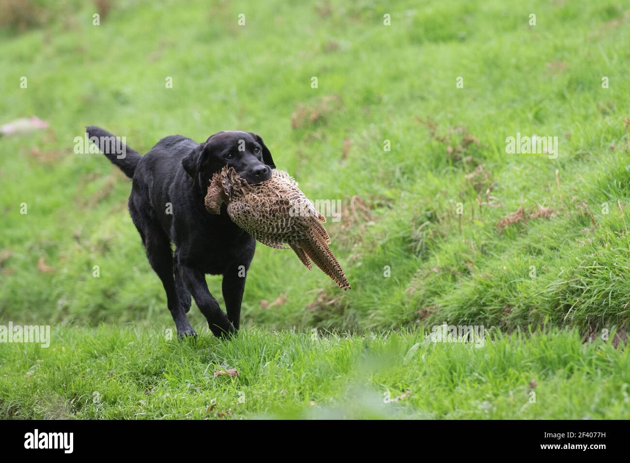 Un labrador nero che recupera un fagiano di gallina Foto Stock