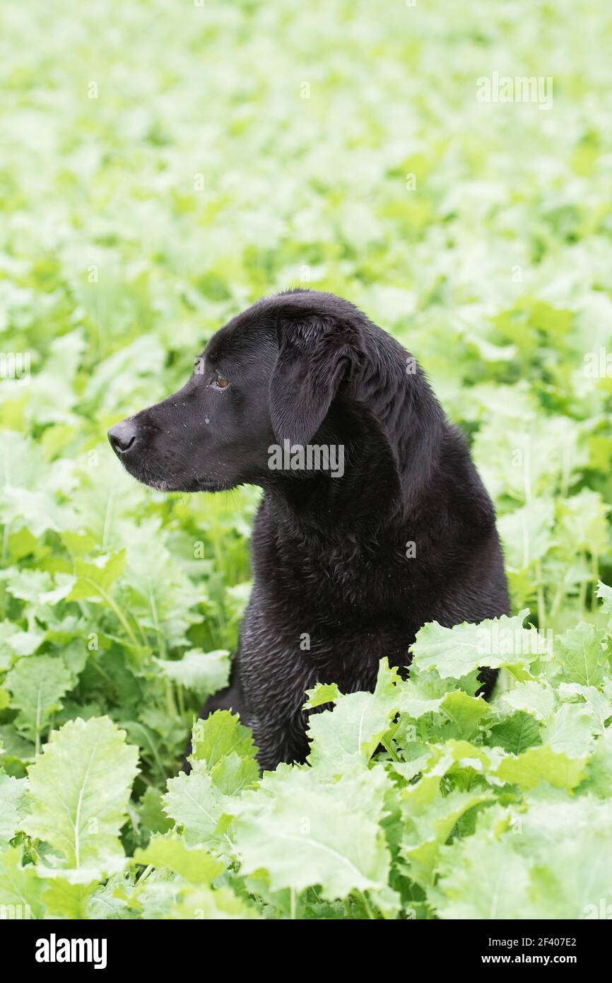 labrador nero in un campo di kale Foto Stock