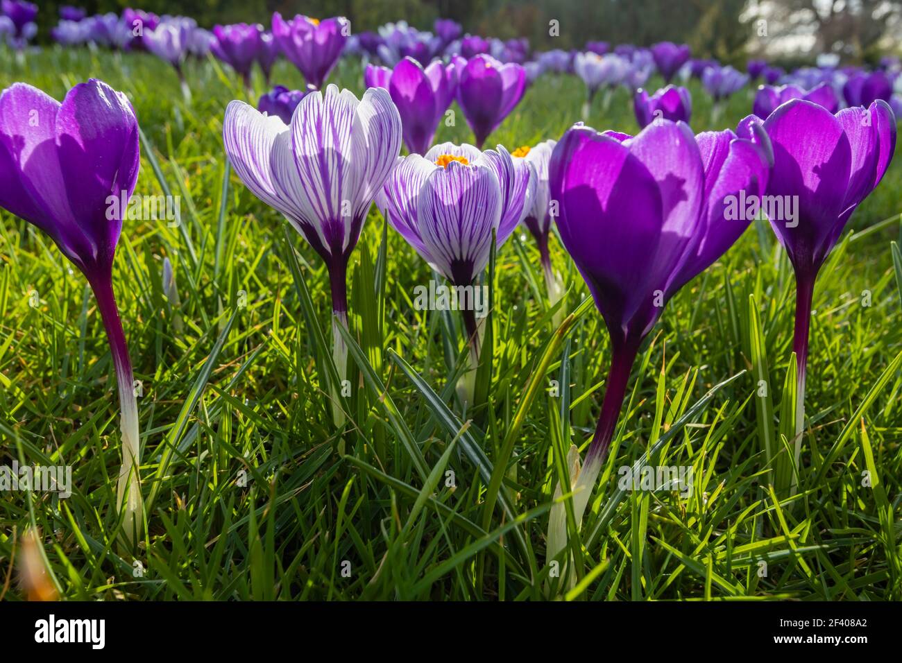 Croci a strisce bianche e viola che crescono in erba in fiore in una giornata di sole al RHS Garden, Wisley, Surrey, Inghilterra sud-orientale in inverno Foto Stock