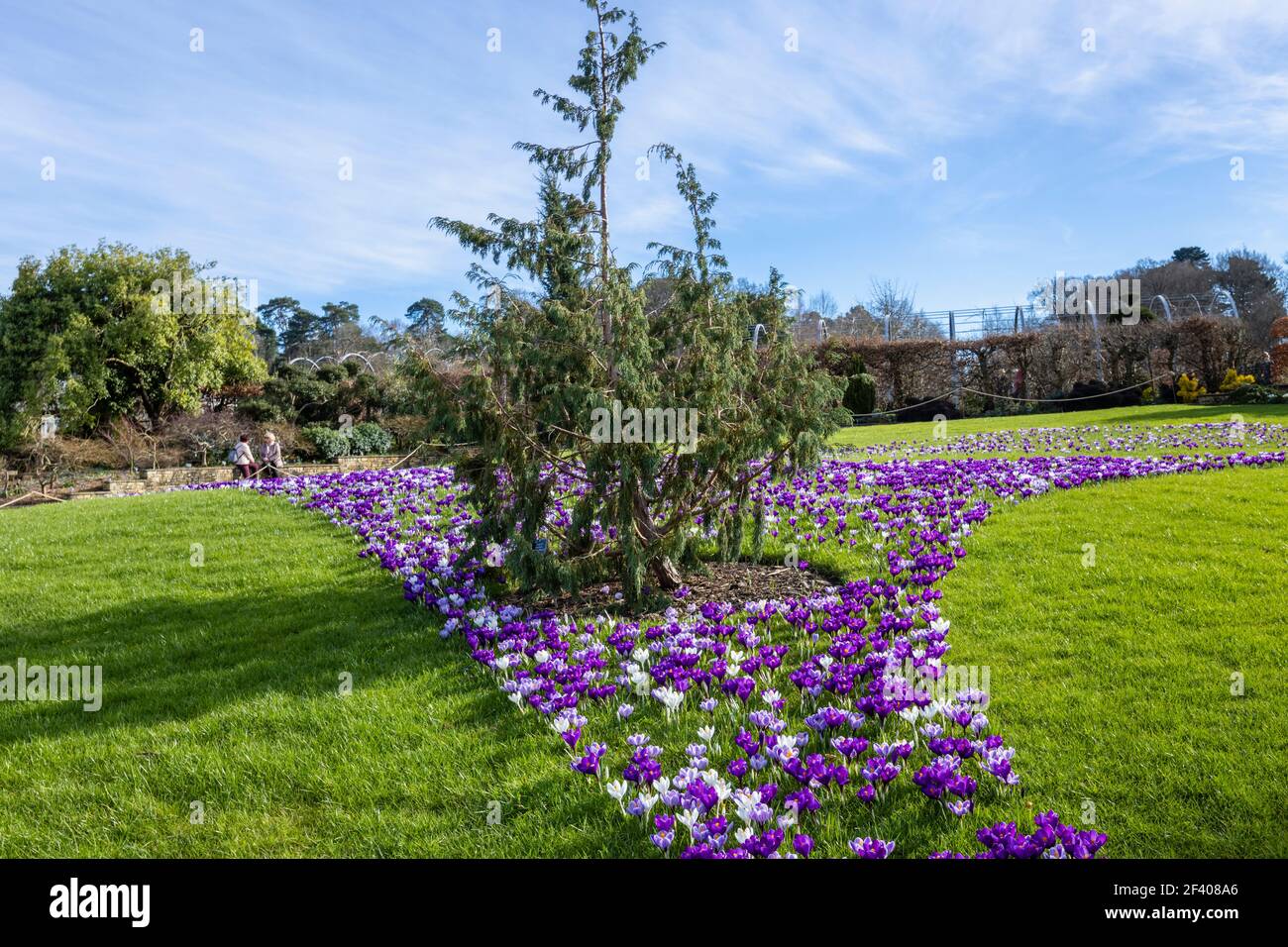 Croci viola e bianco in fiore in una giornata di sole al RHS Garden, Wisley, Surrey, Inghilterra sud-orientale in inverno Foto Stock