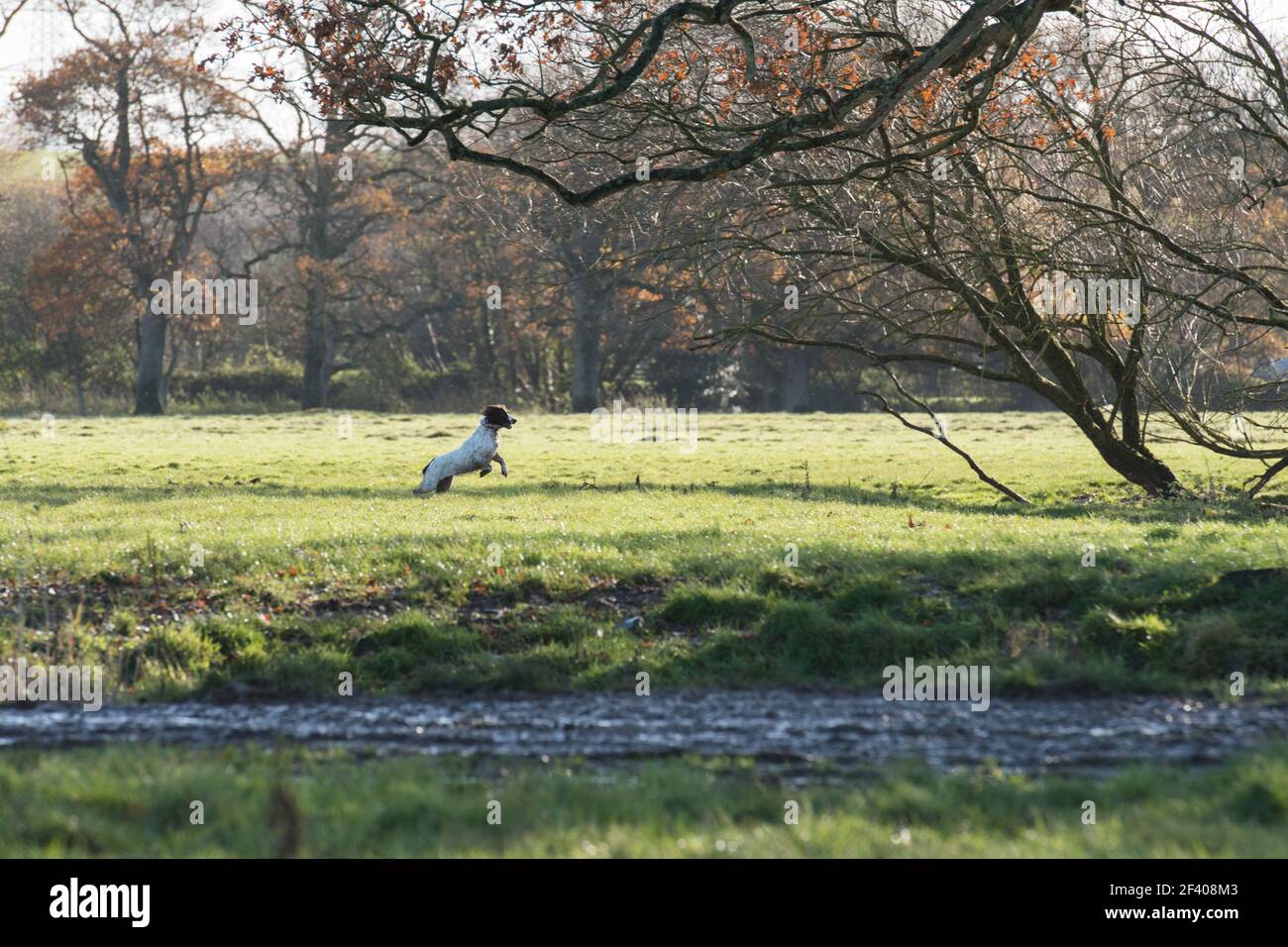 Springer spaniel che corre lungo una riva del fiume Foto Stock