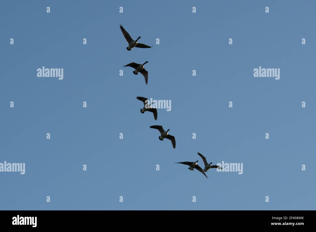 Canada Geese volare in formazione Foto Stock