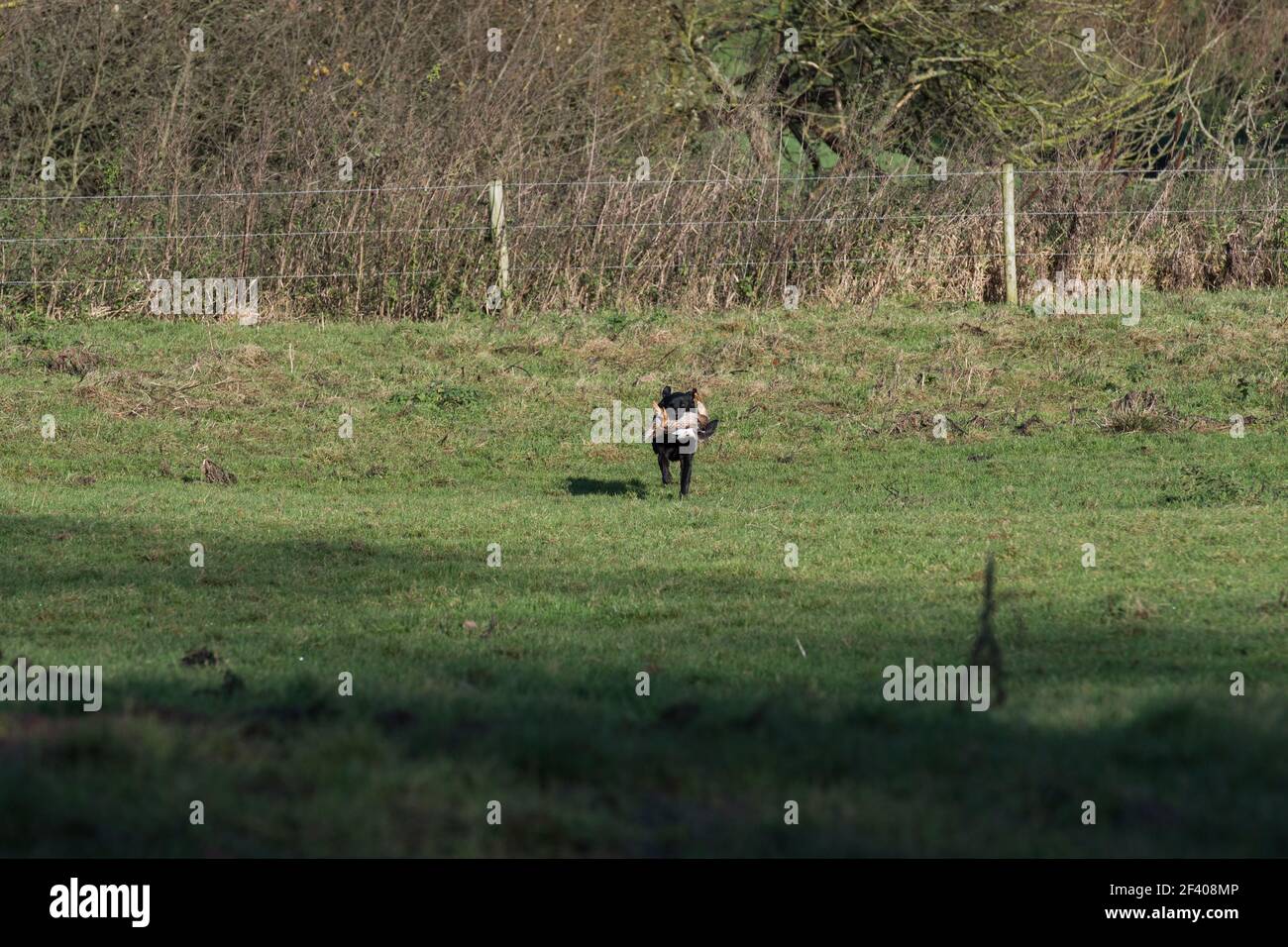 Labrador che recupera un'anatra di mallardo Foto Stock