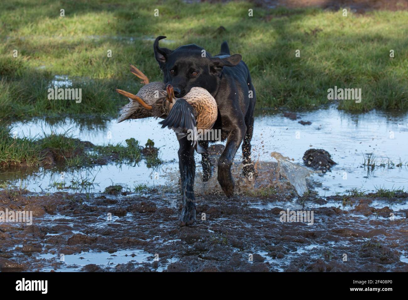 Labrador che recupera un'anatra di mallardo Foto Stock