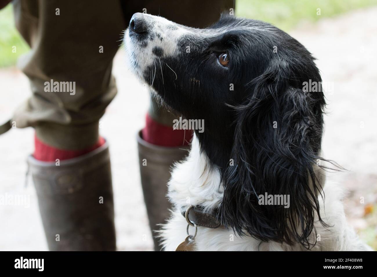 springer spaniel bianco e nero Foto Stock