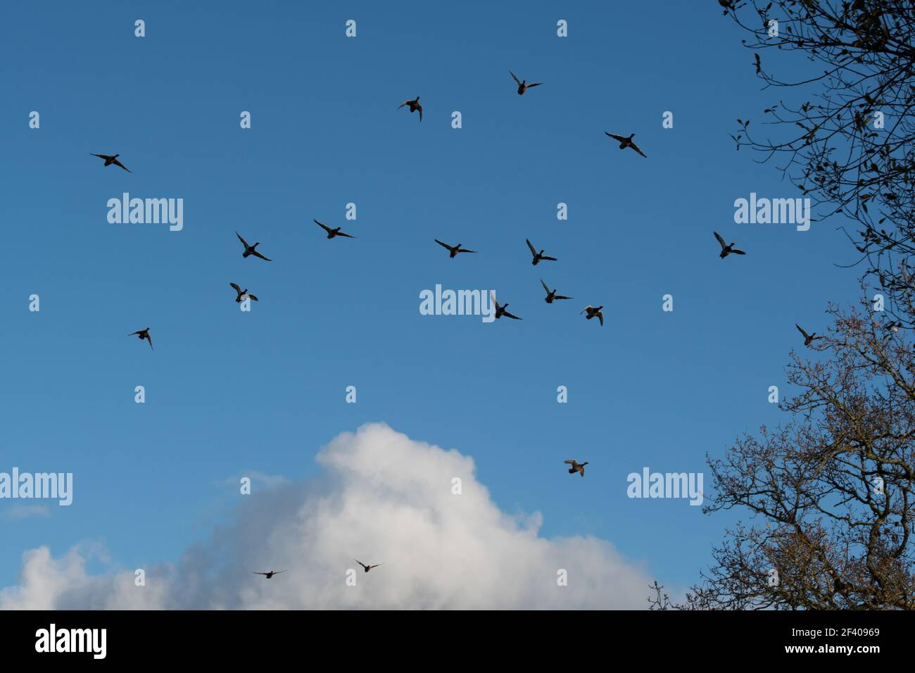 Un gregge di mallard in volo Foto Stock