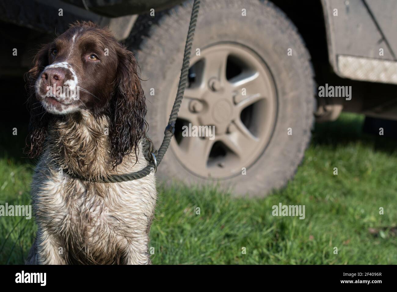 Fegato di lavoro e spaniel springer bianco in attesa durante le elevazioni Foto Stock