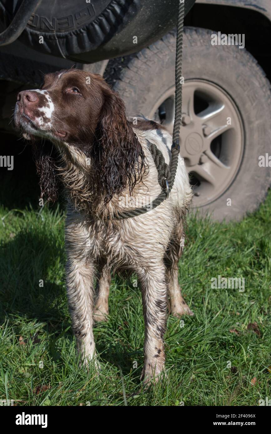 Fegato di lavoro e spaniel springer bianco in attesa durante le elevazioni Foto Stock Fegato di lavoro e spaniel springer bianco in attesa durante le elevazioni Foto Stock