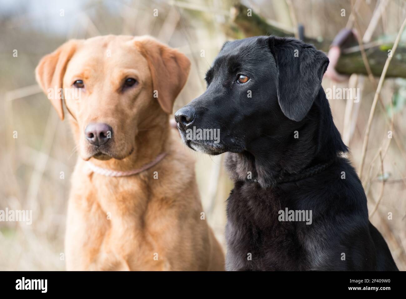 Labrador gialli e neri funzionanti Foto Stock