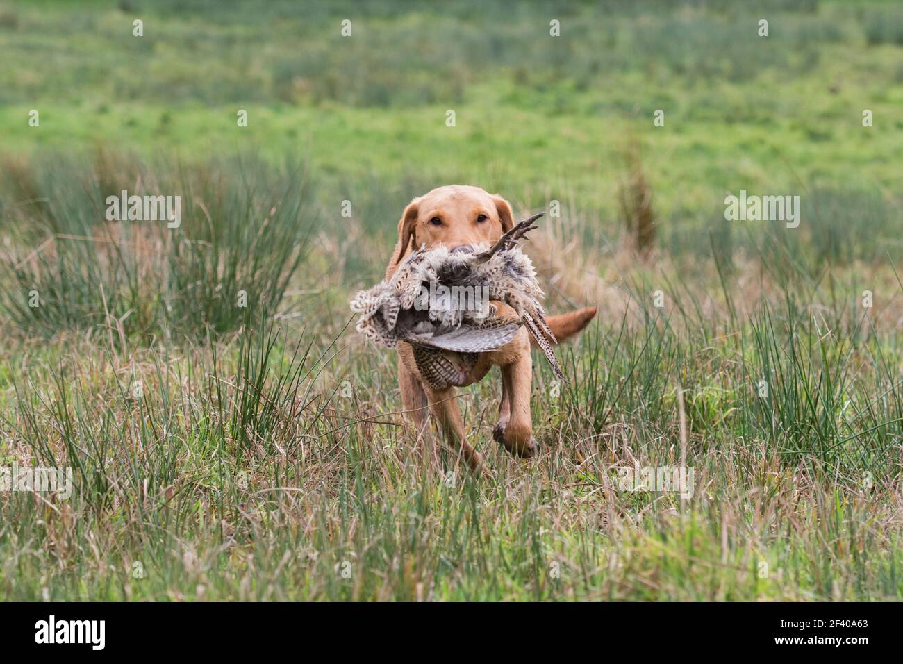 Labrador che recupera un fagiano Foto Stock