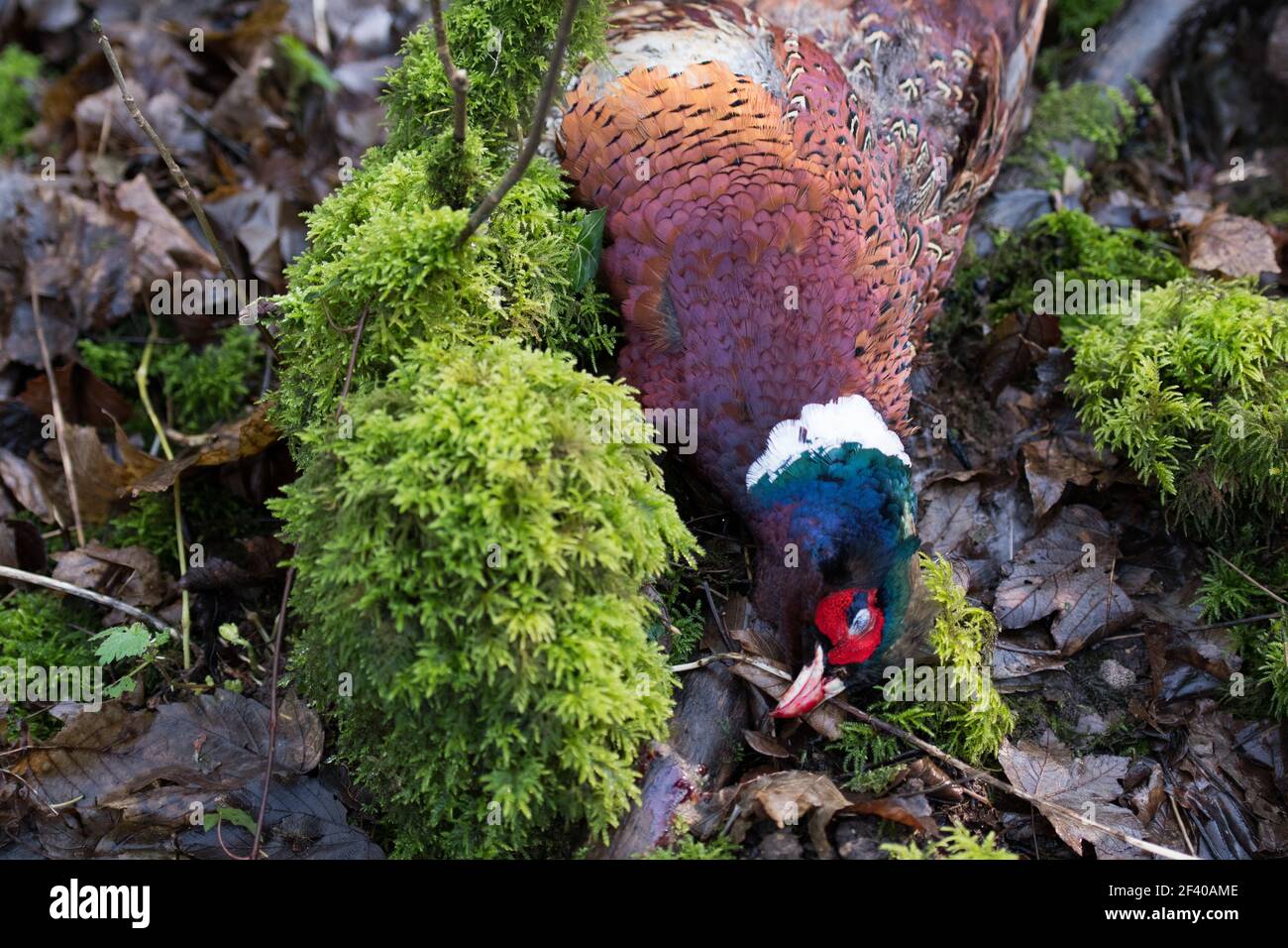 Pheasant in un tiro di gioco Foto Stock