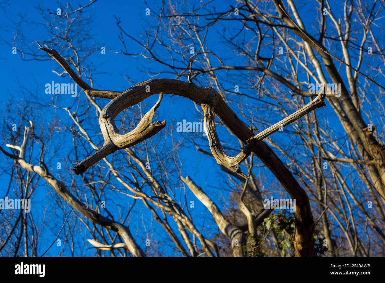 Albero essiccato crooked sul bordo di Forest.Looks come magia. Periodo invernale Foto Stock