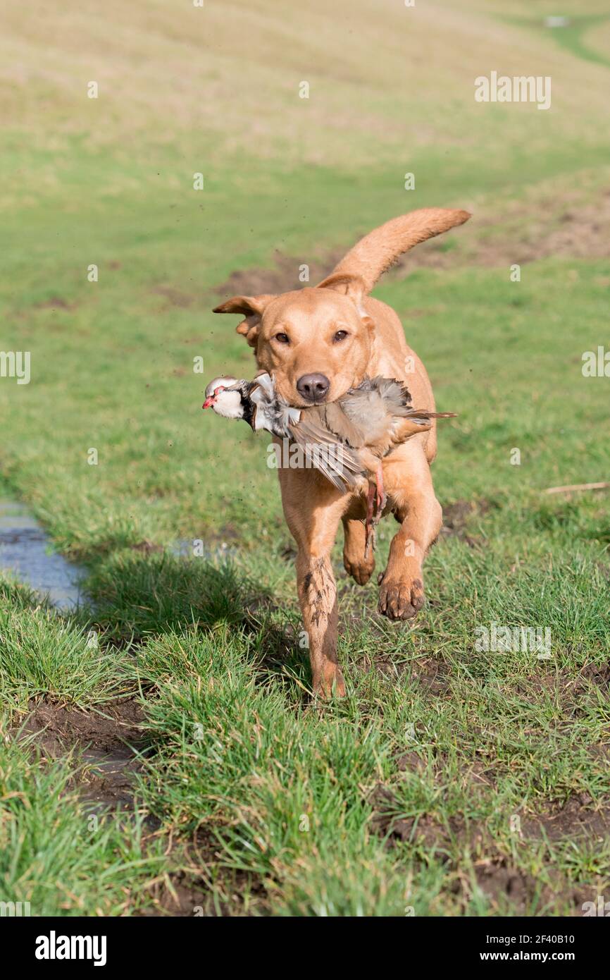 Lavoro volpe rosso Labrador recupero di una pernice Foto Stock