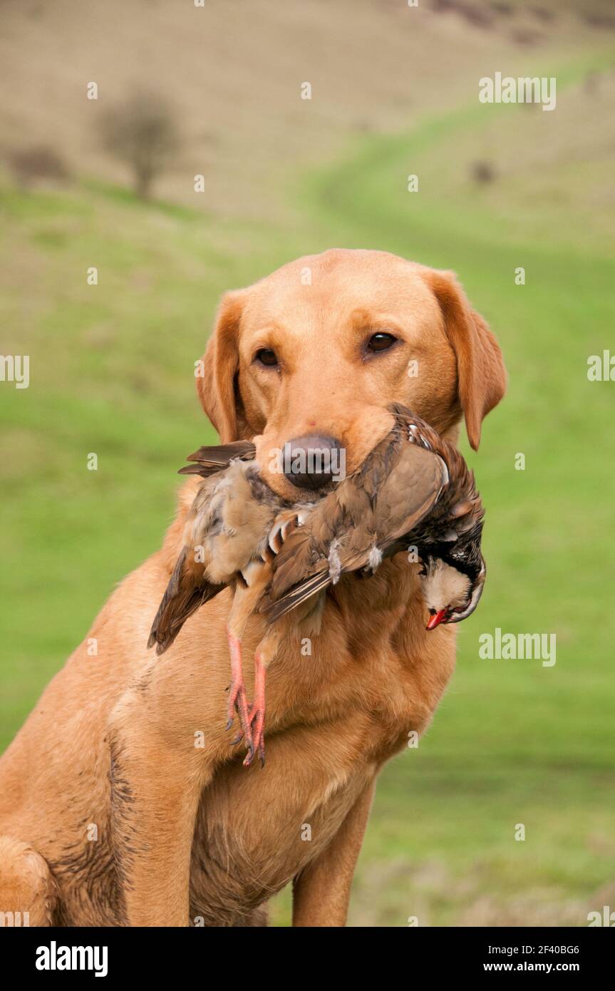 Un labrador rosso volpe, gundog funzionante, che tiene una pernice Foto Stock