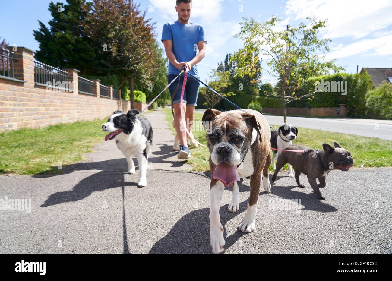 Cani da passeggio maschi giovani lungo la strada suburbana Foto Stock