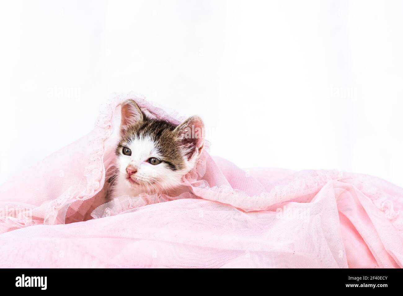 bel cucciolo su sfondo bianco copia spazio Foto Stock