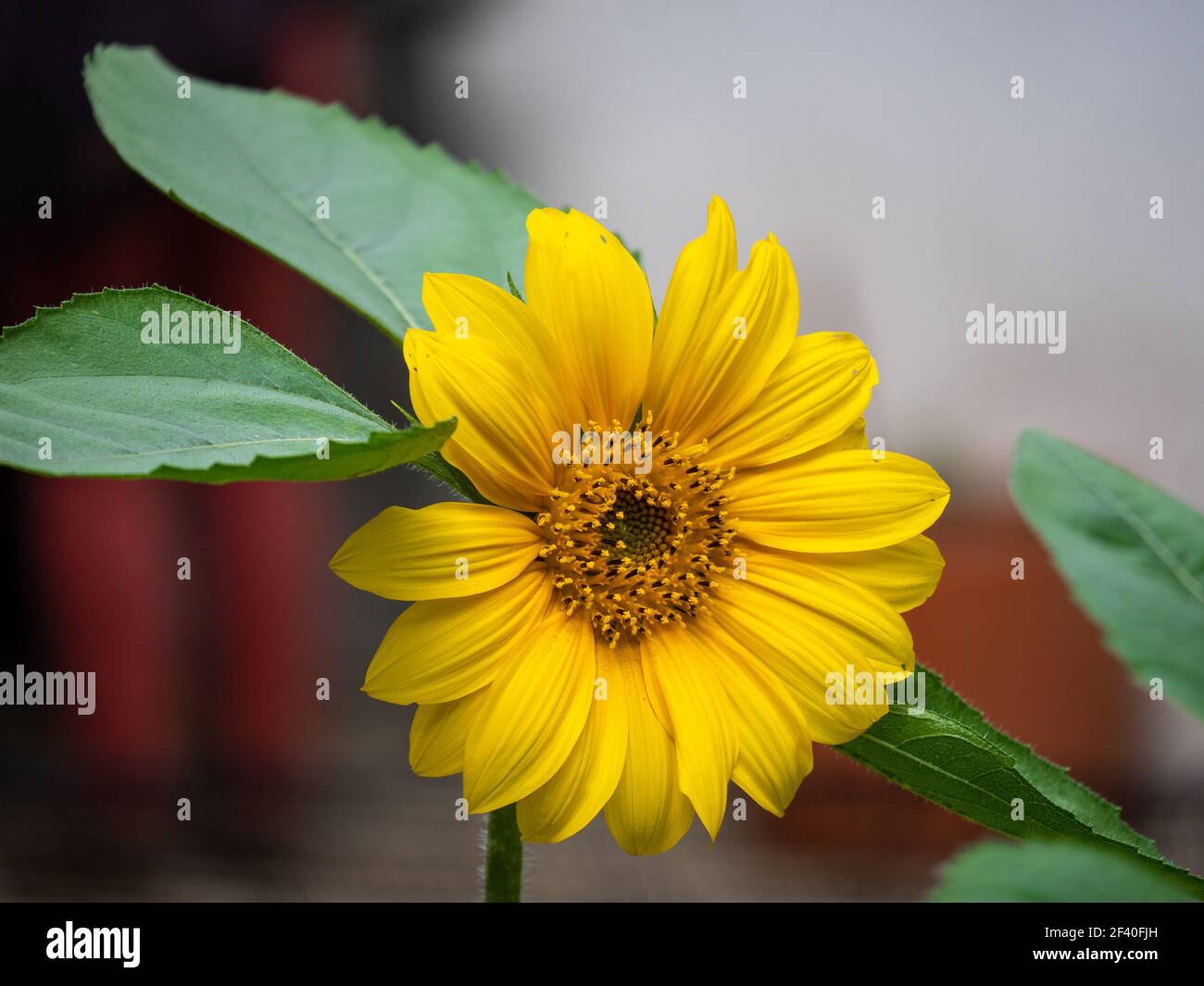 Un girasole (Helianthus annuus) in un Giardino di Medellin, Colombia Foto Stock