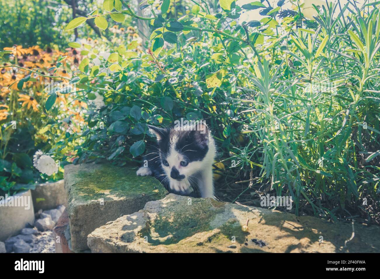 adorabile cucciolo di colore bianco e nero in estate colorata giardino Foto Stock