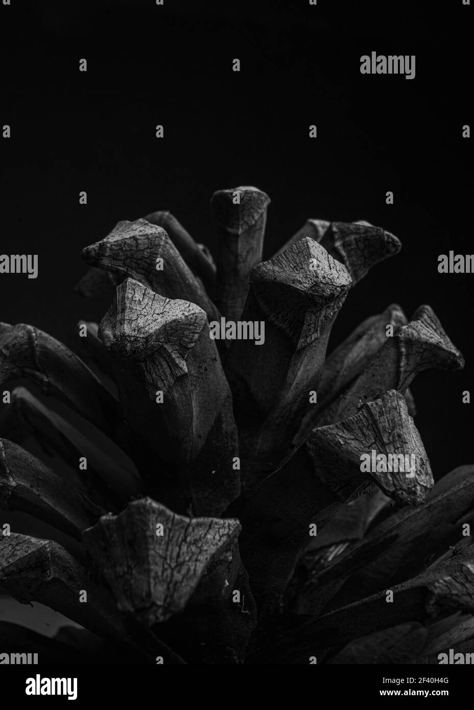 Studio macro di un pinecone in bianco e nero. Johannesburg, Sudafrica. Foto Stock