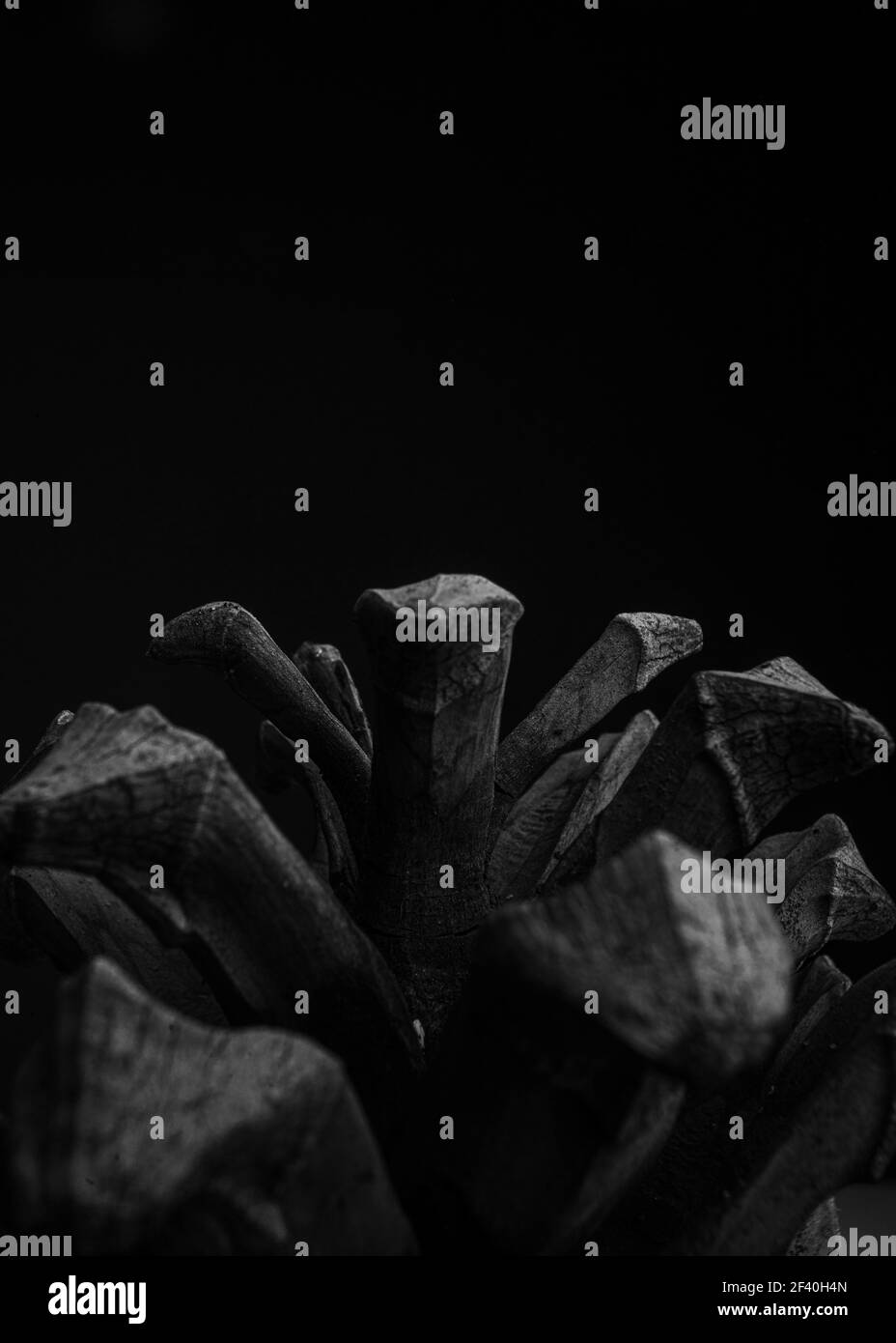 Studio macro di un pinecone in bianco e nero. Johannesburg, Sudafrica. Foto Stock
