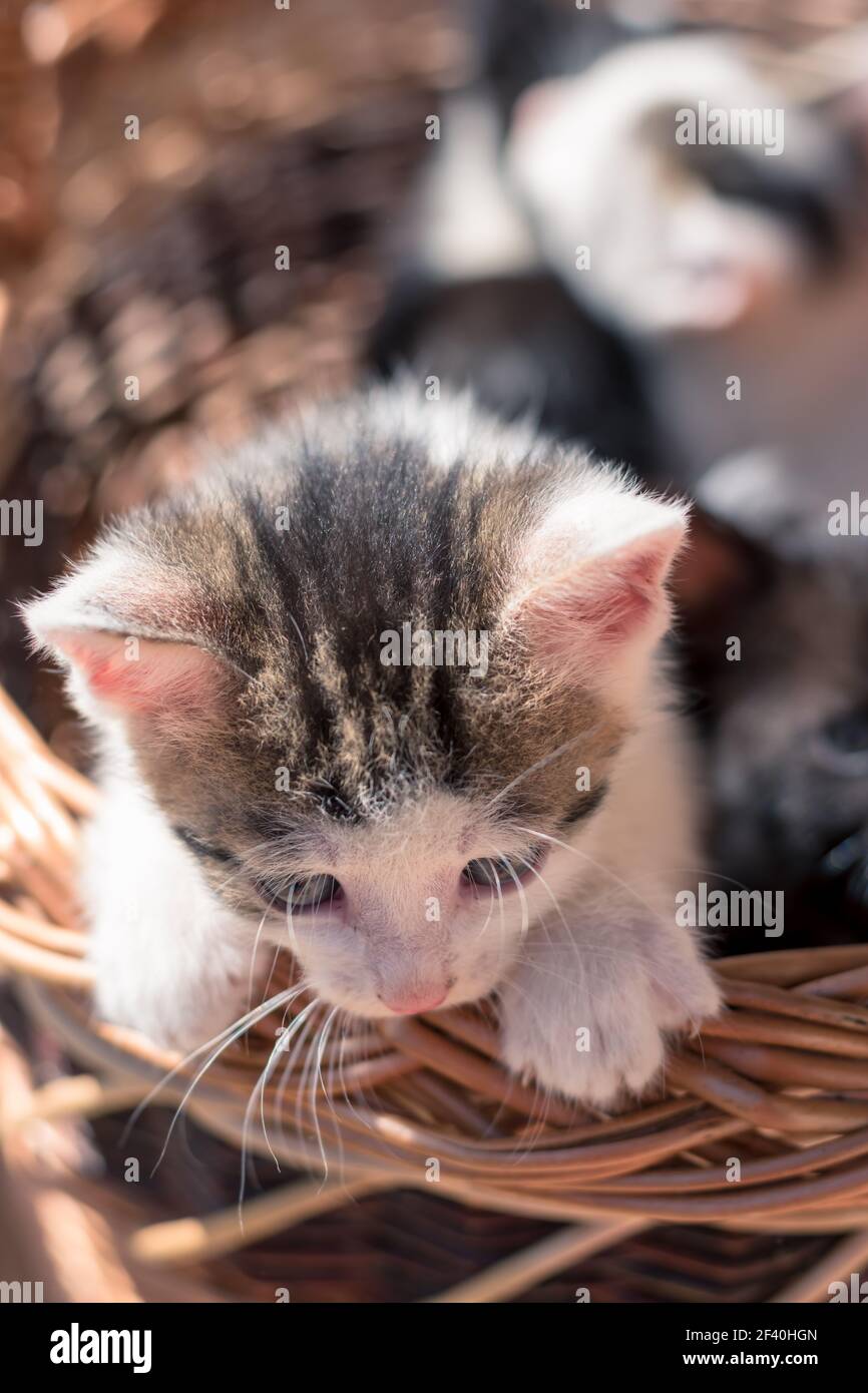 adorabile viso gattino che guarda fuori dal cesto Foto Stock