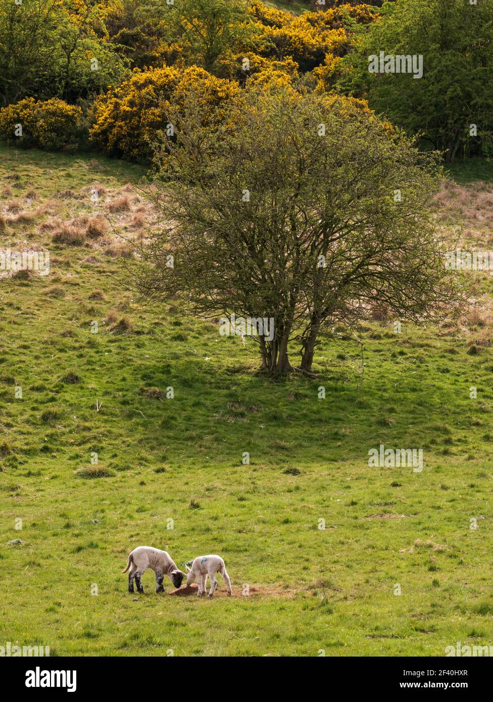 Agnelli primaverili che lecca una roccia di lecca di sale in un campo a Thixendale, nel Nord Yorkshire. Foto Stock