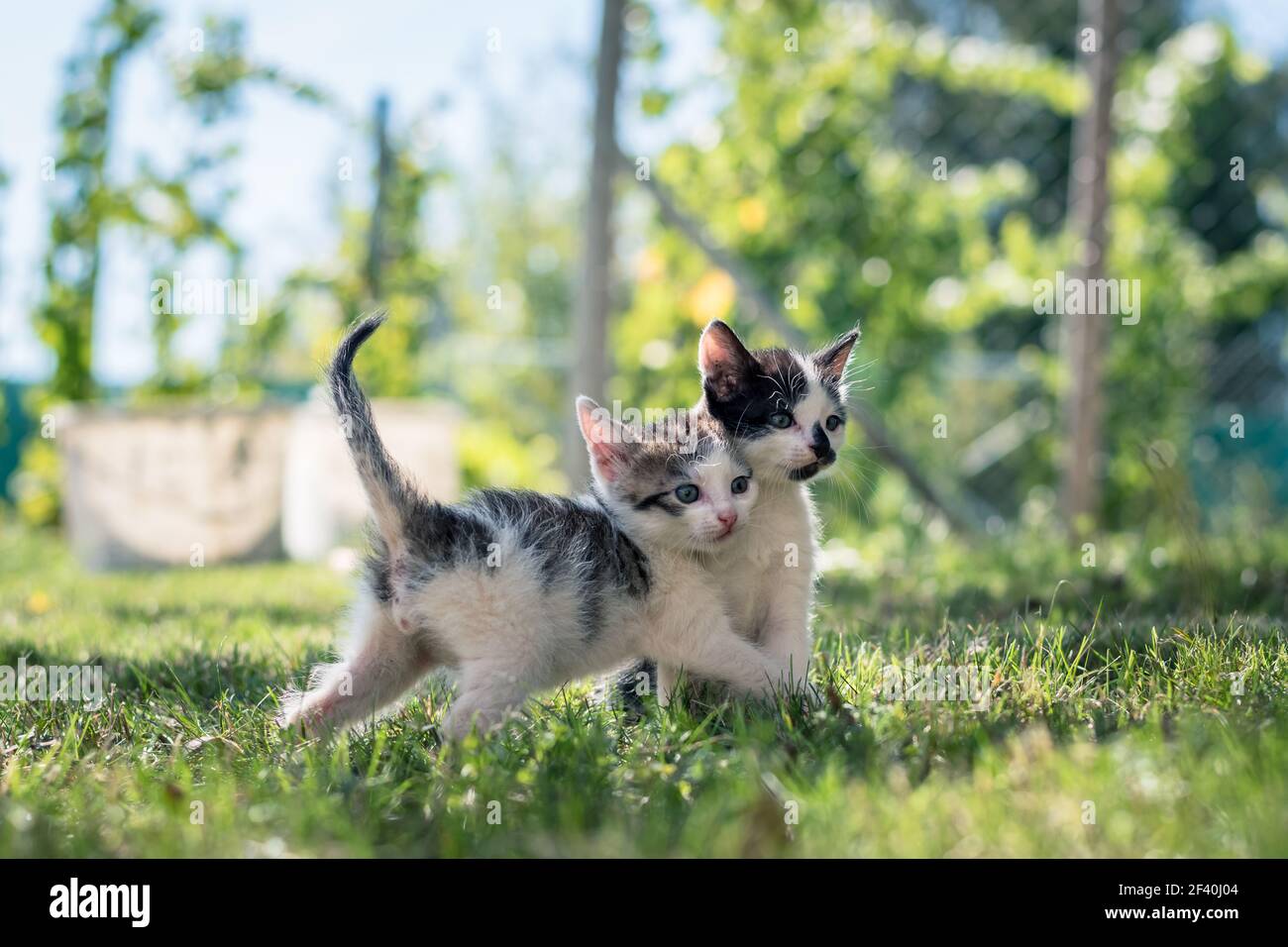 bella cucciolo bianco e nero fratelli giocare togeter dentro l'erba verde del giardino in bella estate soleggiato giorno Foto Stock