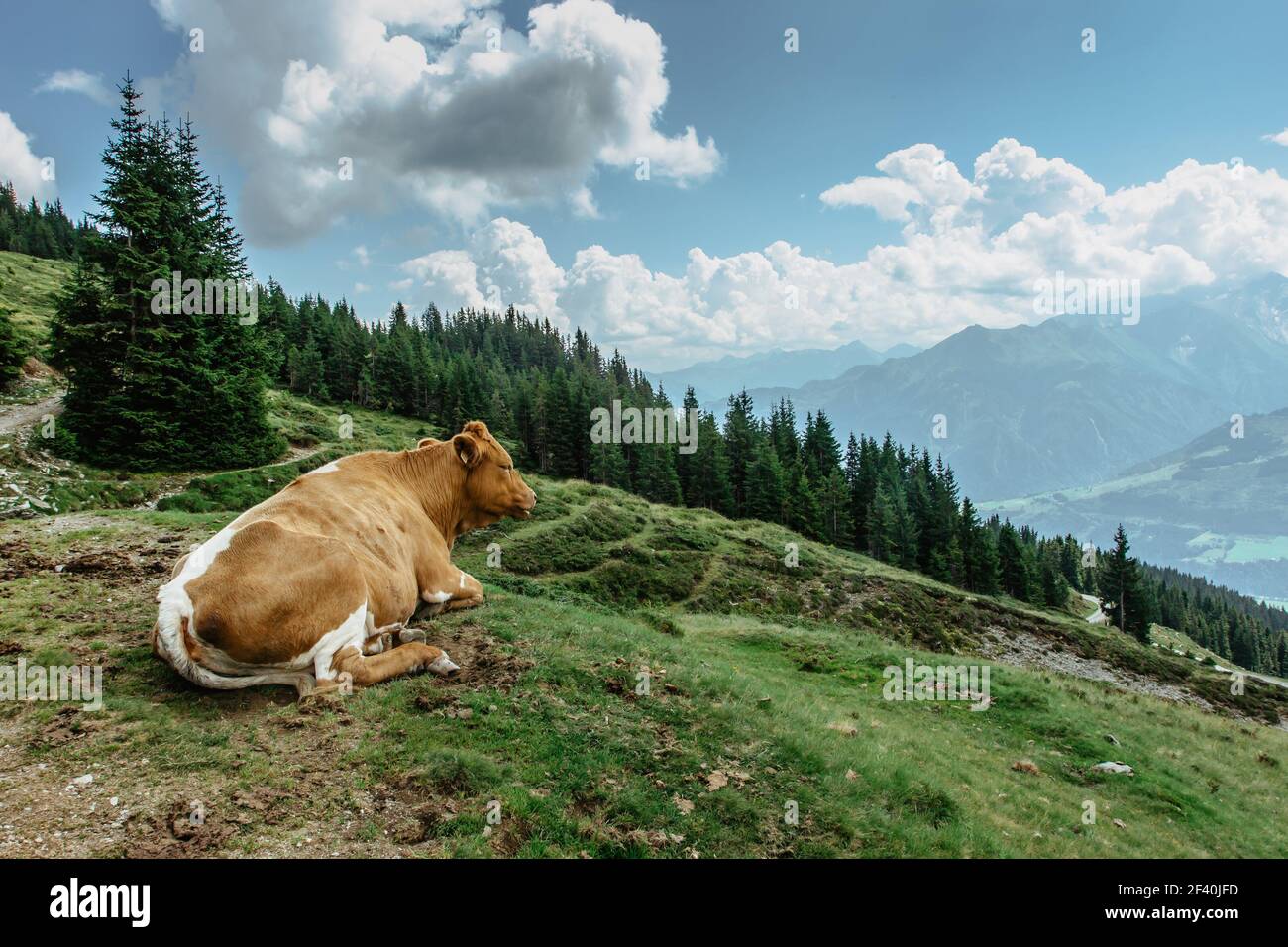Paesaggio idilliaco con mucca pascolando su campo verde con fresco Erba sotto il cielo blu pacifico nelle Alpi, Austria.Brown bovini di manzo su Pasture.Cow che giace su g Foto Stock