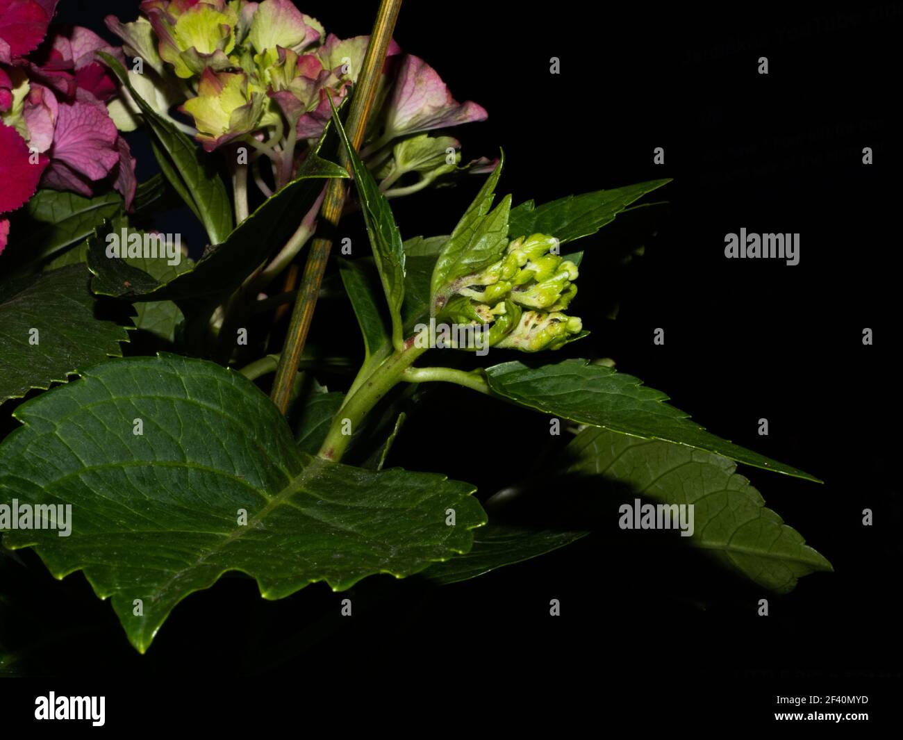 Rosa, blu, lilla, violetto, porpora Hydrangea fiore (Hydrangea macrophylla) che fiorisce in primavera e in estate in giardino. Hydrangea macrophylla - Molto Bello Foto Stock