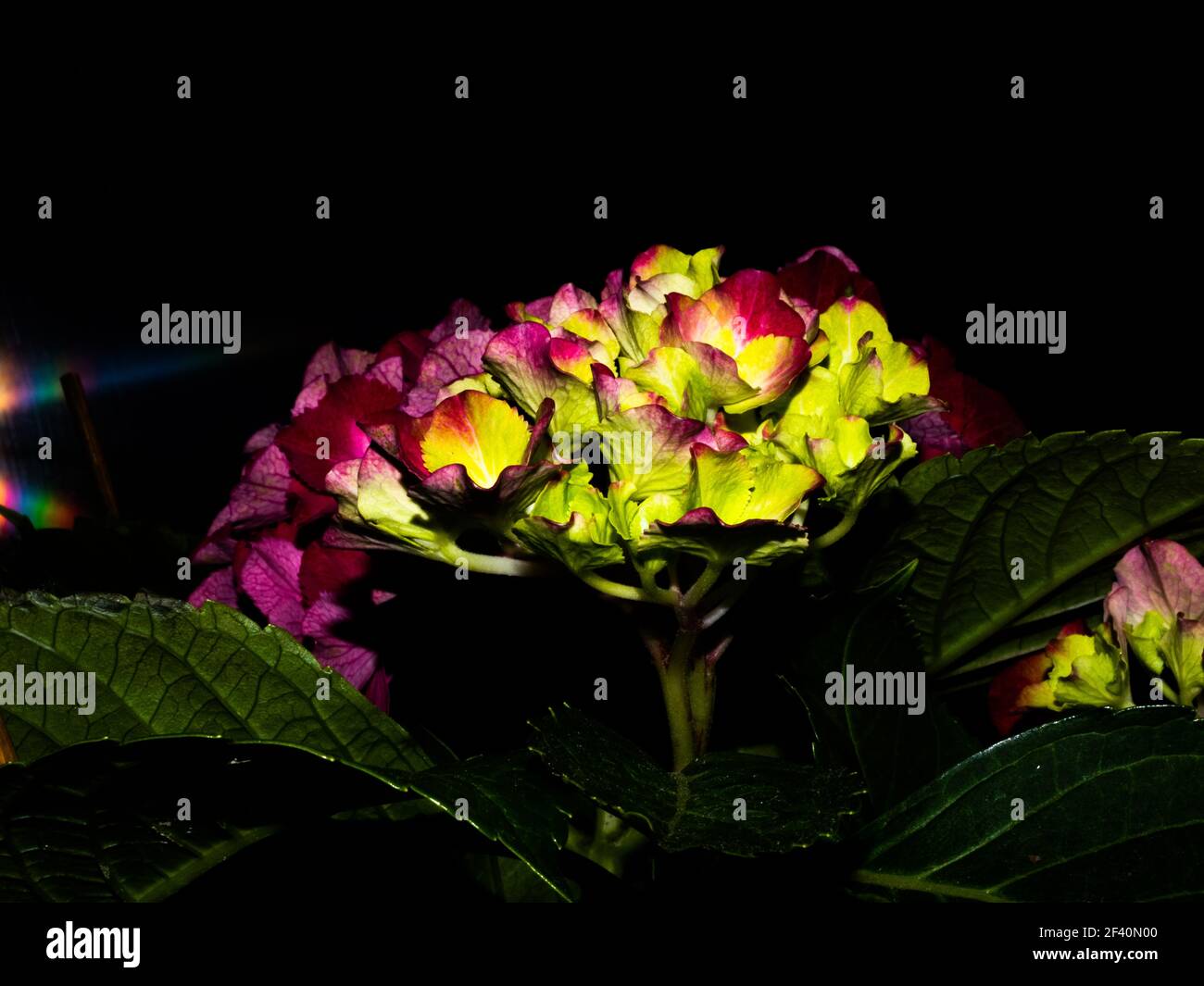 Rosa, blu, lilla, violetto, porpora Hydrangea fiore (Hydrangea macrophylla) che fiorisce in primavera e in estate in giardino. Hydrangea macrophylla - Molto Bello Foto Stock