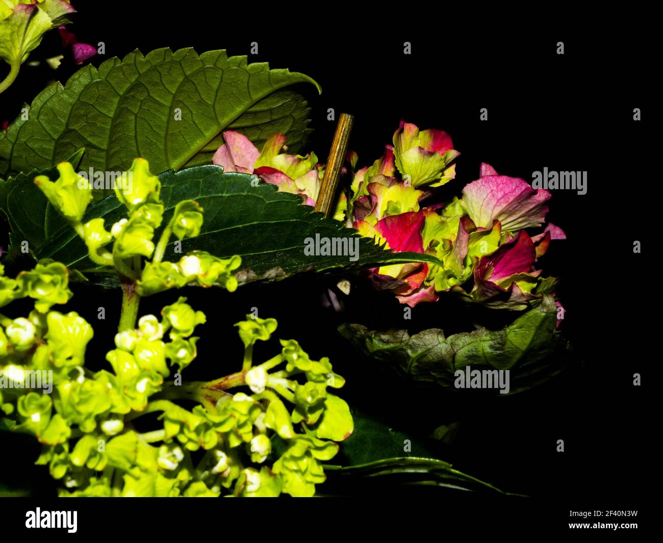Rosa, blu, lilla, violetto, porpora Hydrangea fiore (Hydrangea macrophylla) che fiorisce in primavera e in estate in giardino. Hydrangea macrophylla - Molto Bello Foto Stock