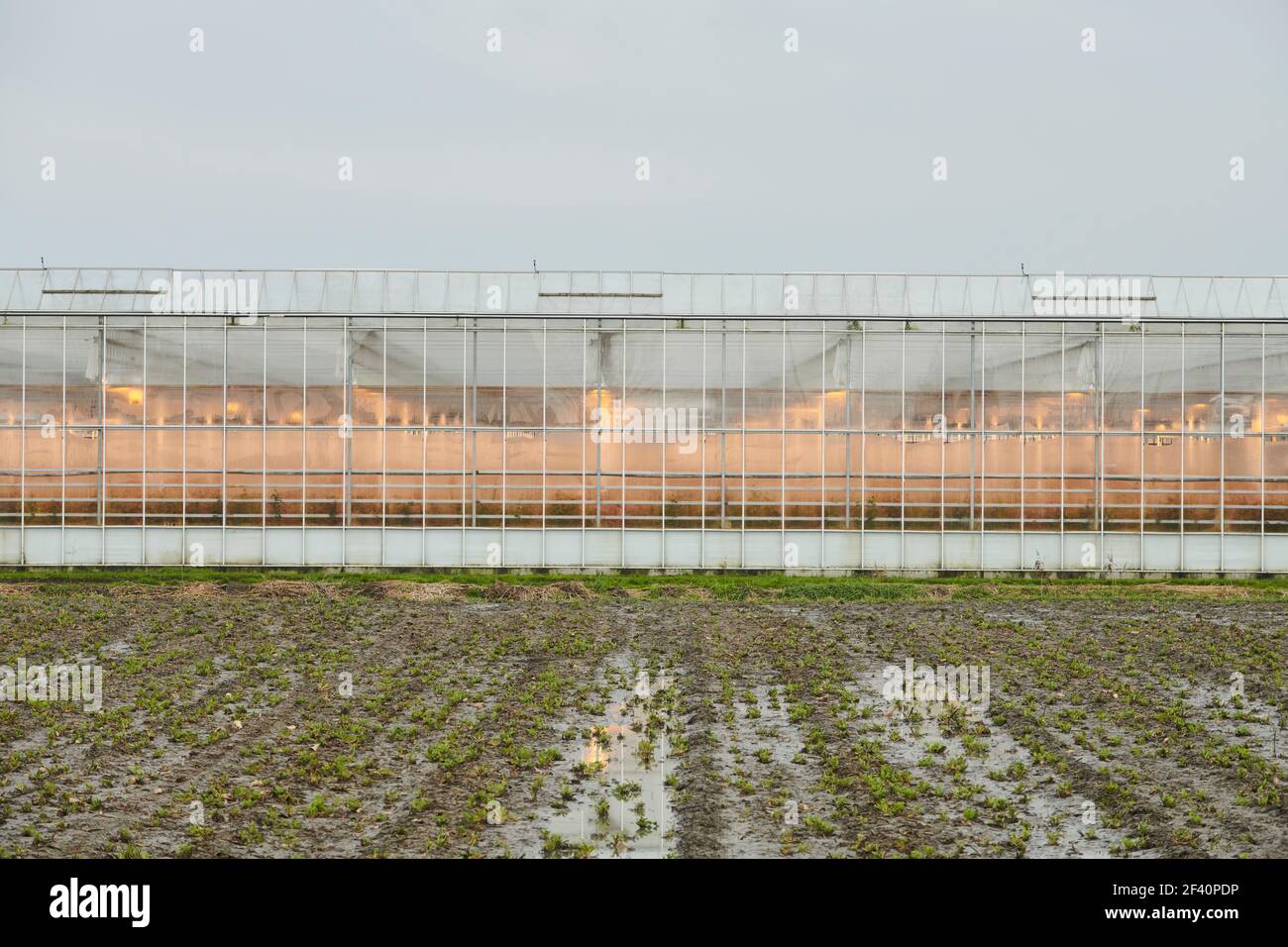 Serre nel paesaggio olandese. Foto Stock