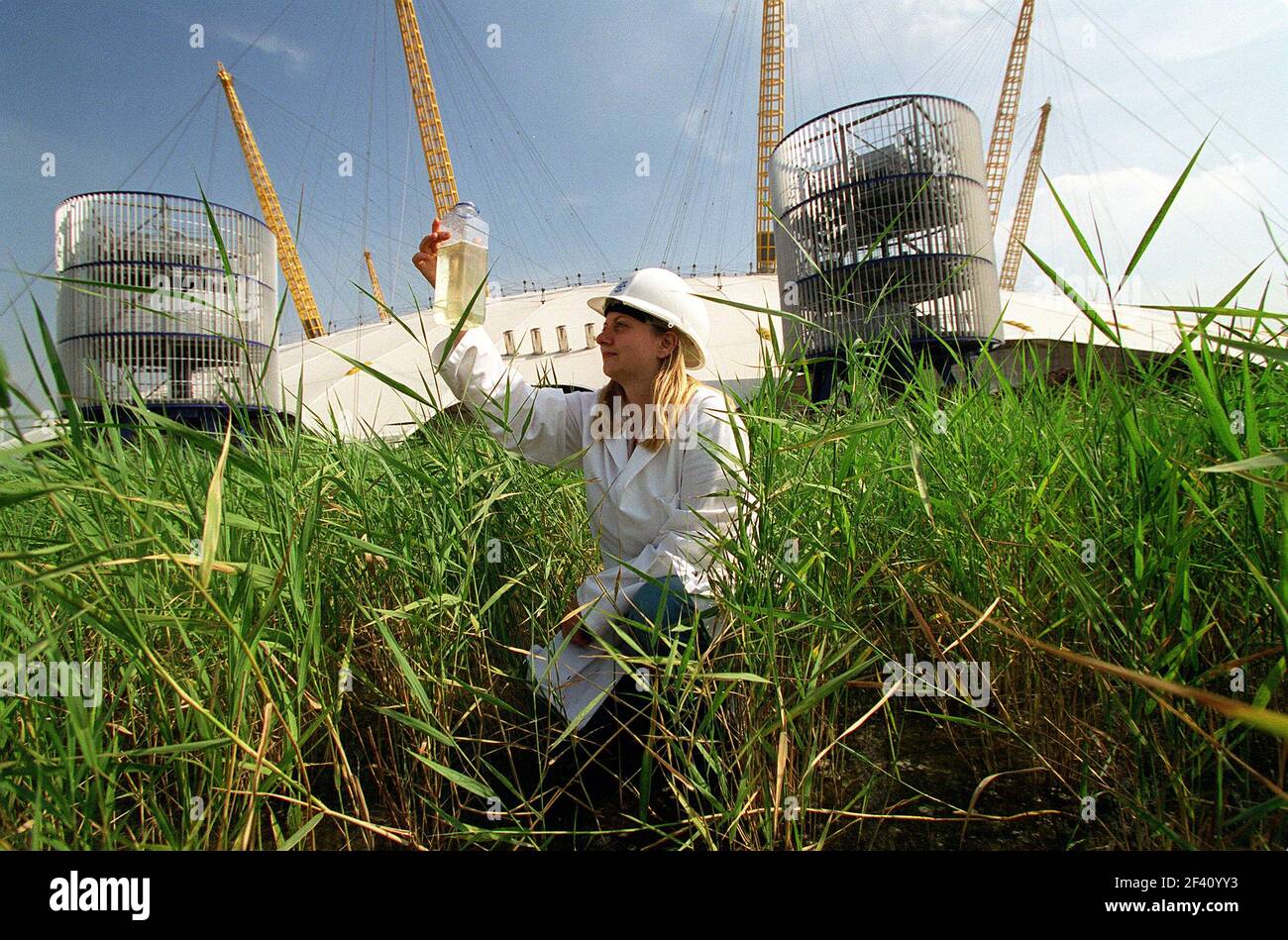 Sarah Ford Thames Water Scientist settembre 1999Mostra la tecnologia ambientale naturale al Millennium Dome di Greenwich, a sud di Londra. Le latrine saranno lavate usando acqua piovana prima filtrata attraverso i letti di canna Foto Stock