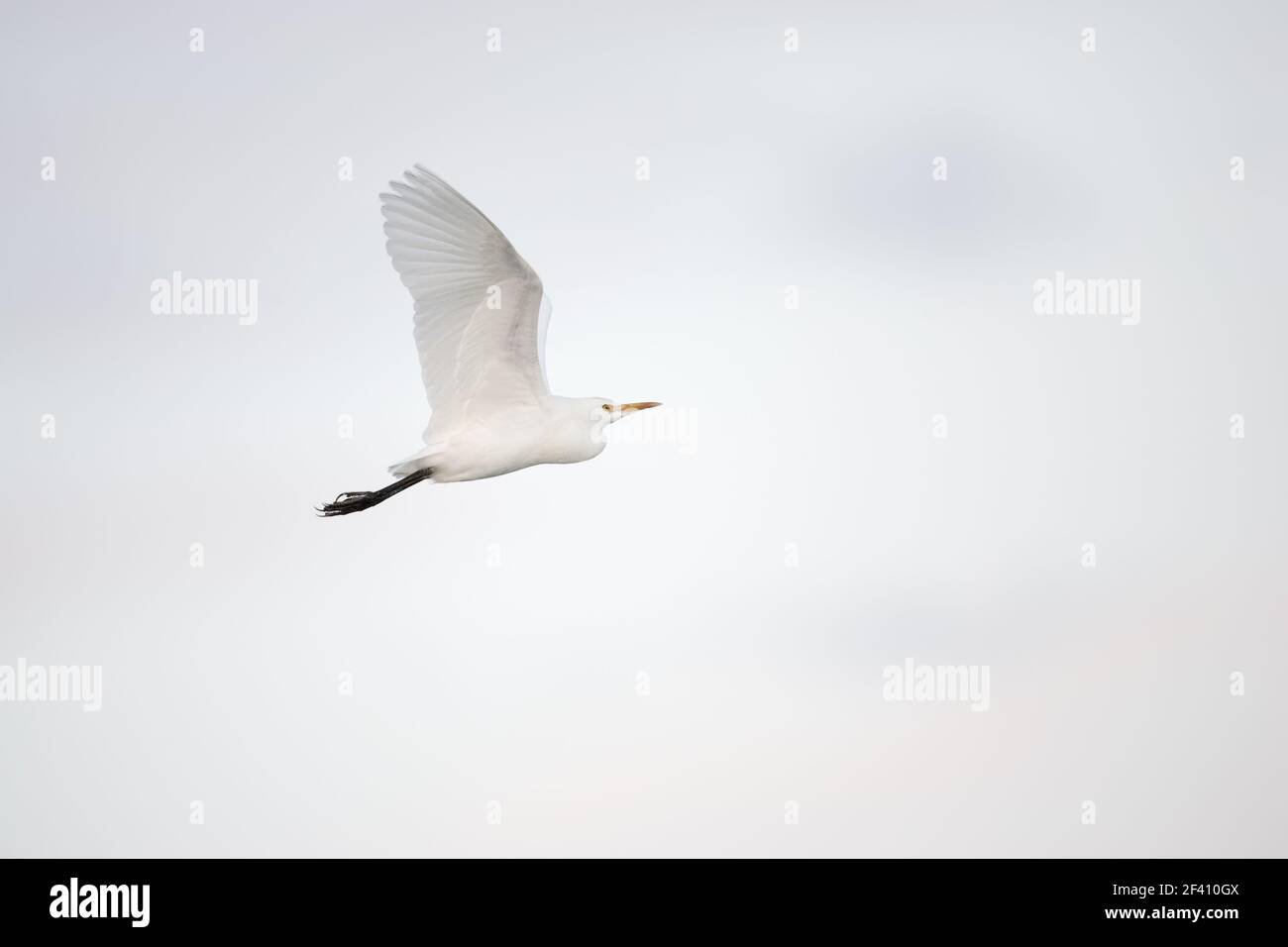 Airone guardabuoi in volo al tramonto (Bubulcus ibis) Venezia Rookery, Florida, Stati Uniti d'America BI000129 Foto Stock