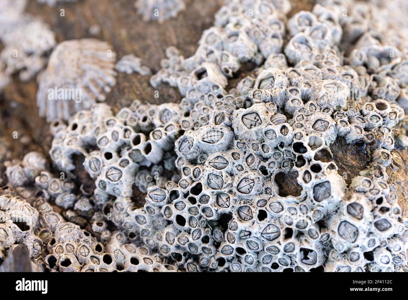 Closeup di Acorn Barnacles su una roccia di spiaggia. Semibalanus balanoides Foto Stock