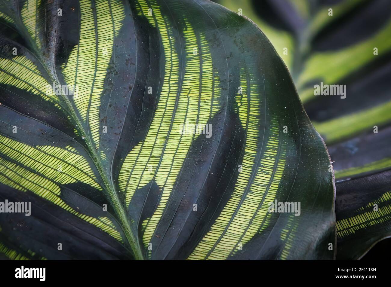Macro del pattern venoso su una foglia di makoyana. Foto Stock