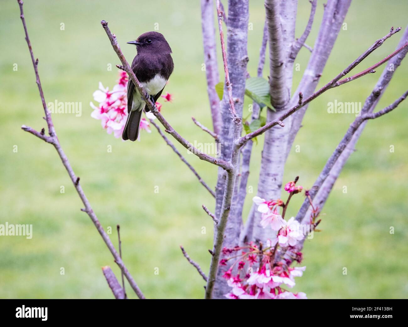 La primavera porta fiori freschi di ciliegia e insetti per un uccello Phoebe nero a nutrirsi. Foto Stock