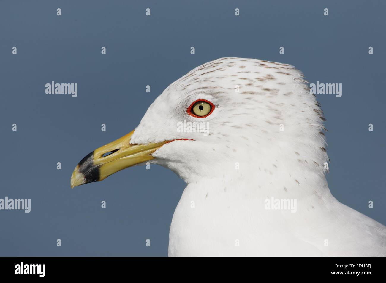Anello fatturato Gull - testa colpo piumaggio invernale (Larus delawarensis) Fort de Soto, florida, Stati Uniti BI000532 Foto Stock