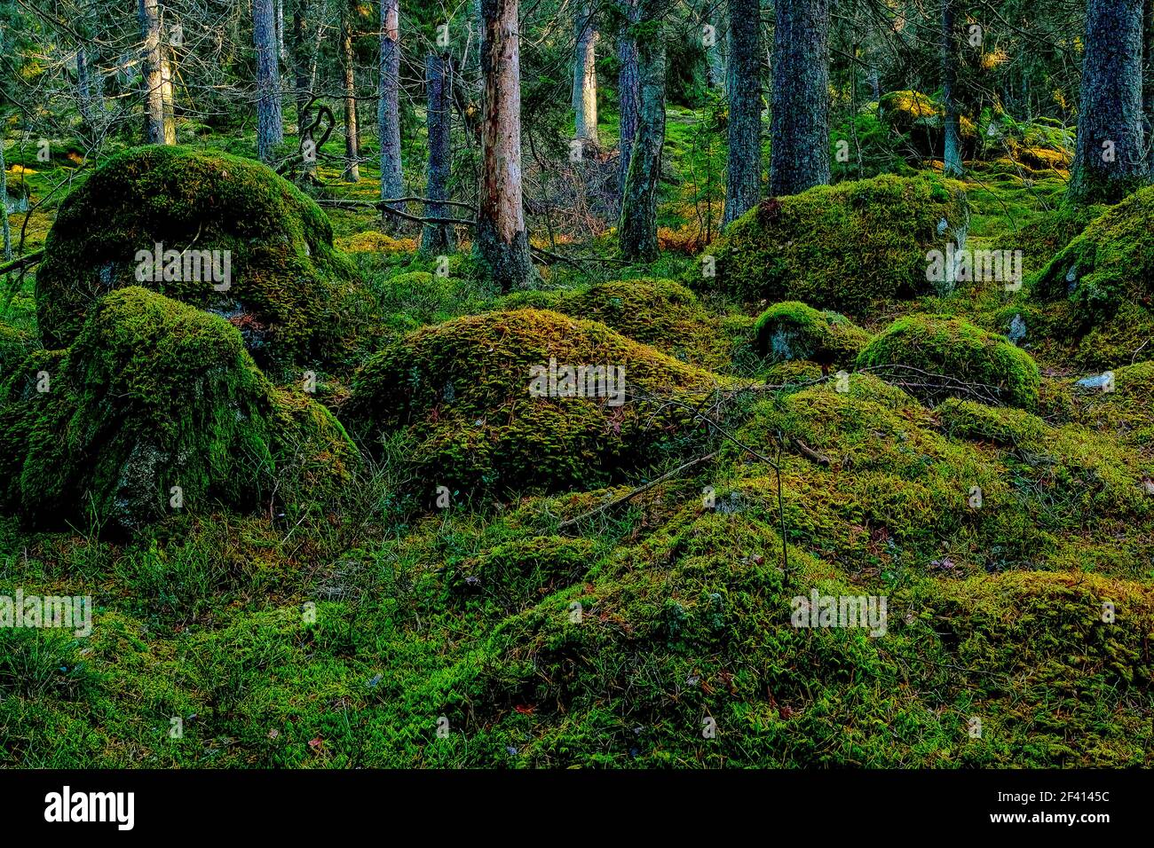 Foresta primordiale nella riserva naturale di Hansta. La riserva naturale di Hansta è stata istituita nel 1999. Spånga, Svezia. Foto Stock