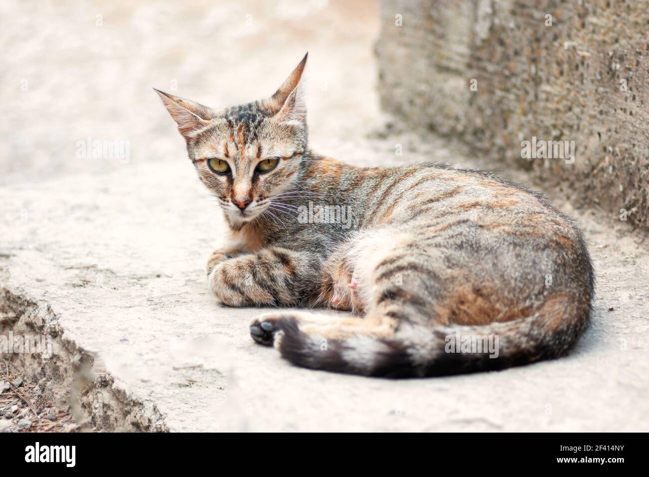 Gatto tabby giacente su scale di cemento closeup. Gatto randagio che giace su scale di cemento closeup Foto Stock