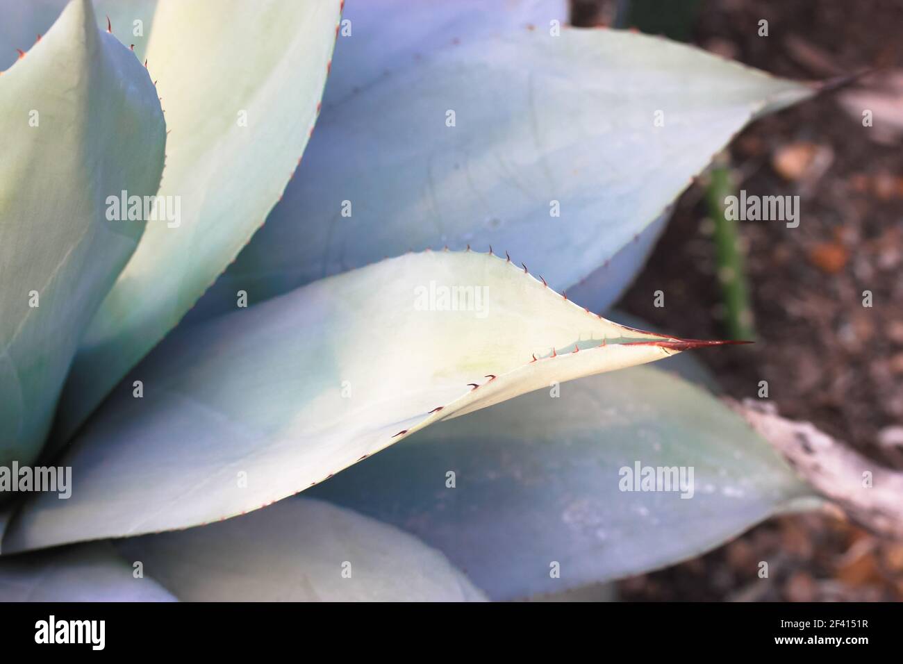 Foglie di agave blu-verdi con spine, sfondi di piante di Asparagaceae, texture. Foto Stock